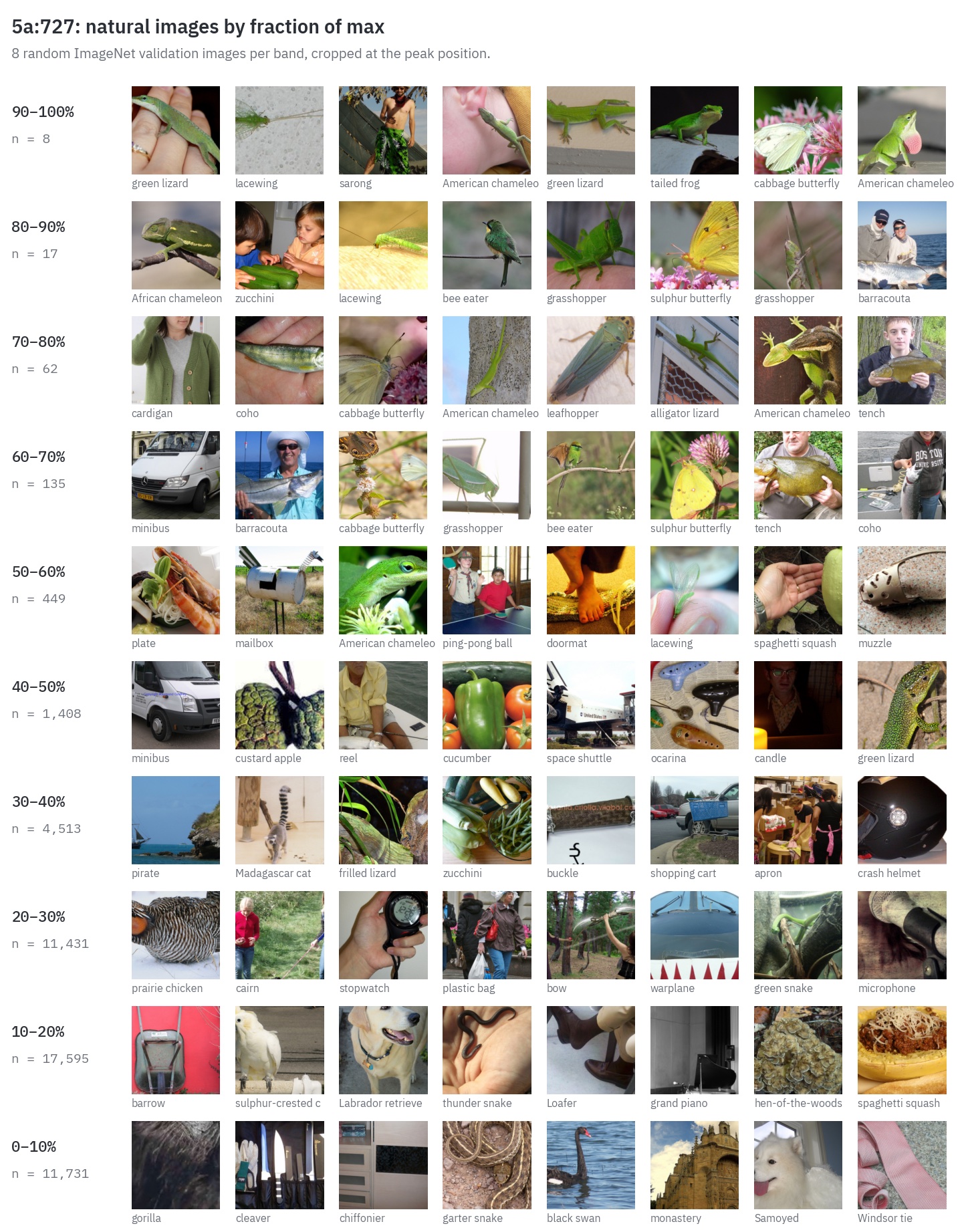 Natural ImageNet images for 5a:727 grouped into bands by fraction of max activation. Top bands are mostly green lizards and American chameleons, with lacewings, grasshoppers and cabbage butterflies; lower bands are varied.