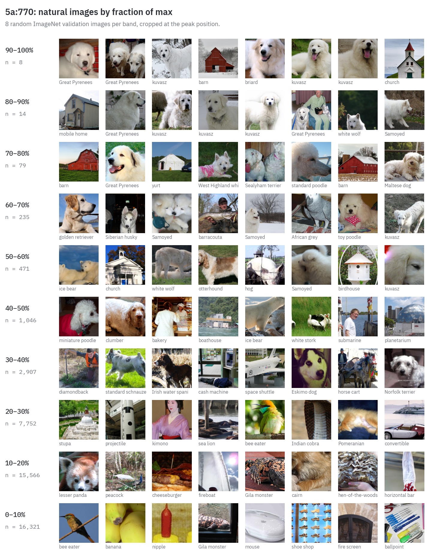 Natural ImageNet images for 5a:770 grouped into bands by fraction of max activation. Top bands are mostly white fluffy dogs such as Great Pyrenees and kuvasz, alongside red barns and churches.